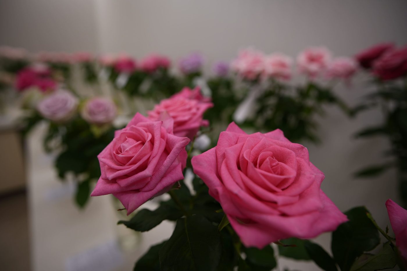 Pink cut roses in the showroom