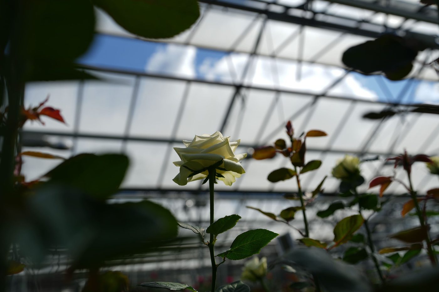 A cut rose under the greenhouse roof at Jan Spek Rozen