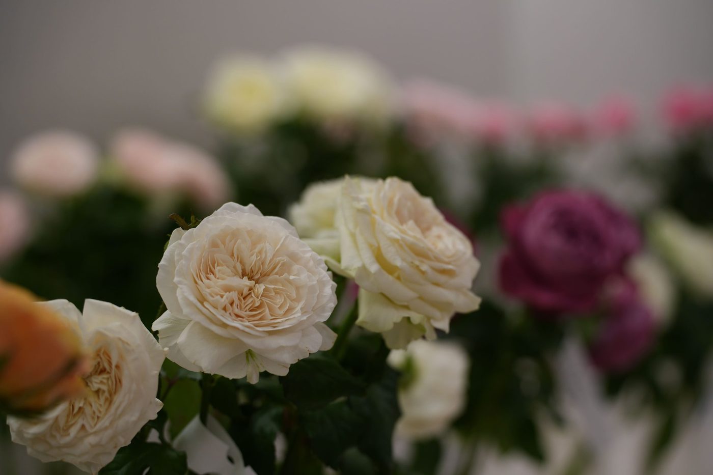 Garden Special cut roses in vases