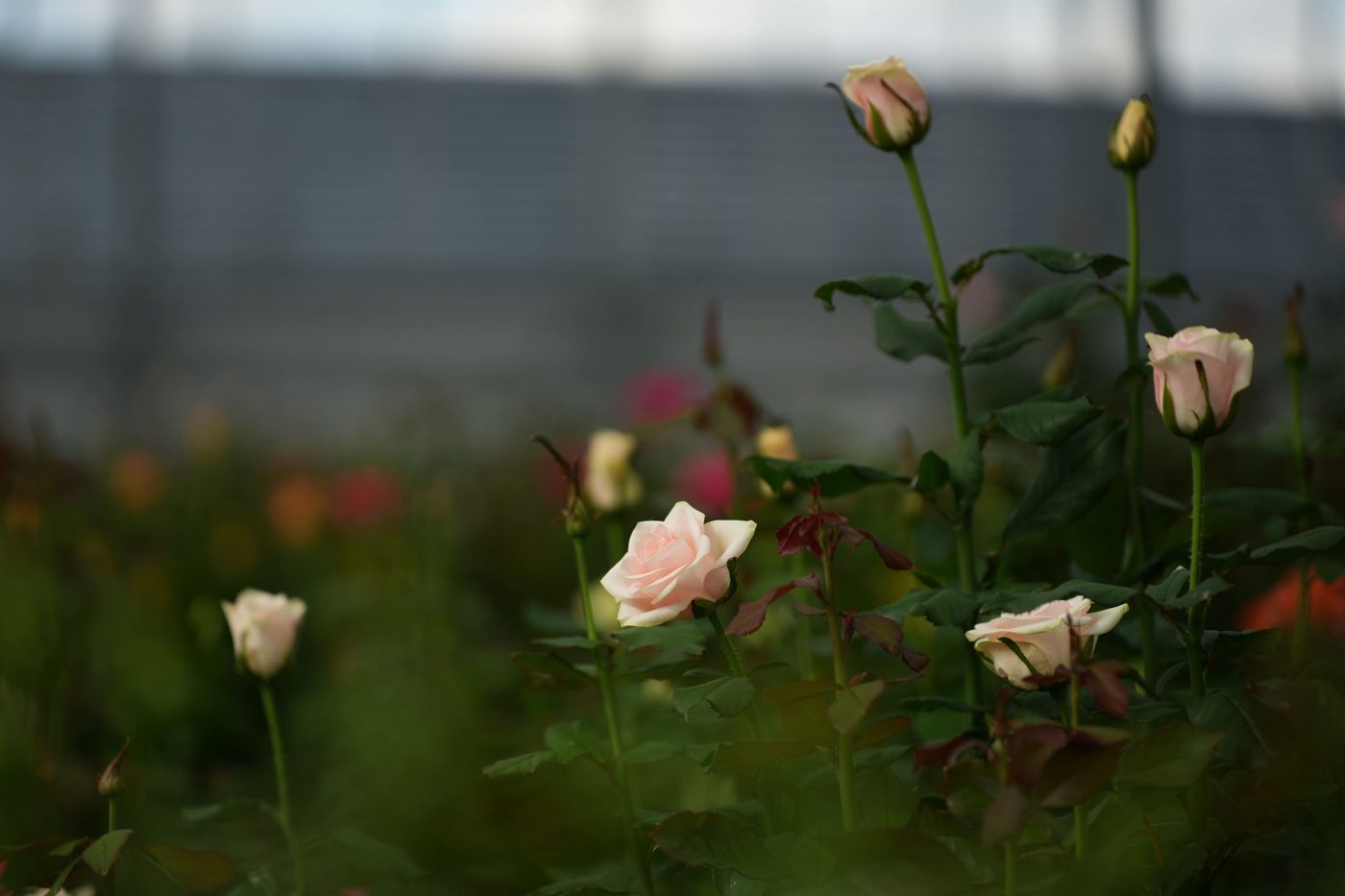Rows of roses in the greenhouse