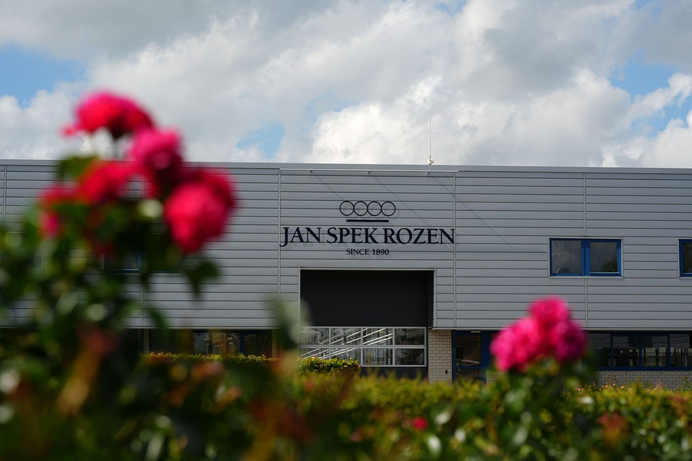 Red garden roses in front of Jan Spek Rozen in Boskoop